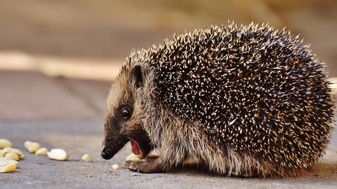 Igel mit Erdnüssen