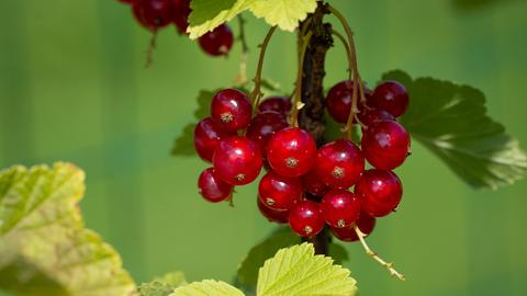 Rote Johannisbeeren