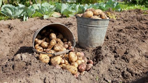 Zwei Eimer mit Kartoffeln auf einer abgeernteten Fläche