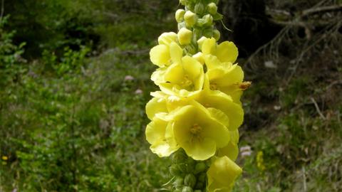 Blüten der Königskerze