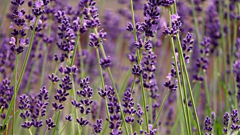 Lavendel