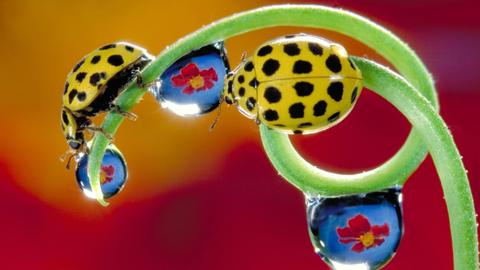 Zwei Zweiundzwanzigpunkt-Marienkäfer krabbeln an einer Pflanze, an der sich Blumen in Regentropfen spiegeln