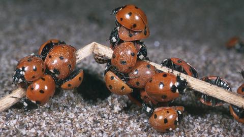 Mehrere Siebenpunkt-Marienkäfer an einem Ast