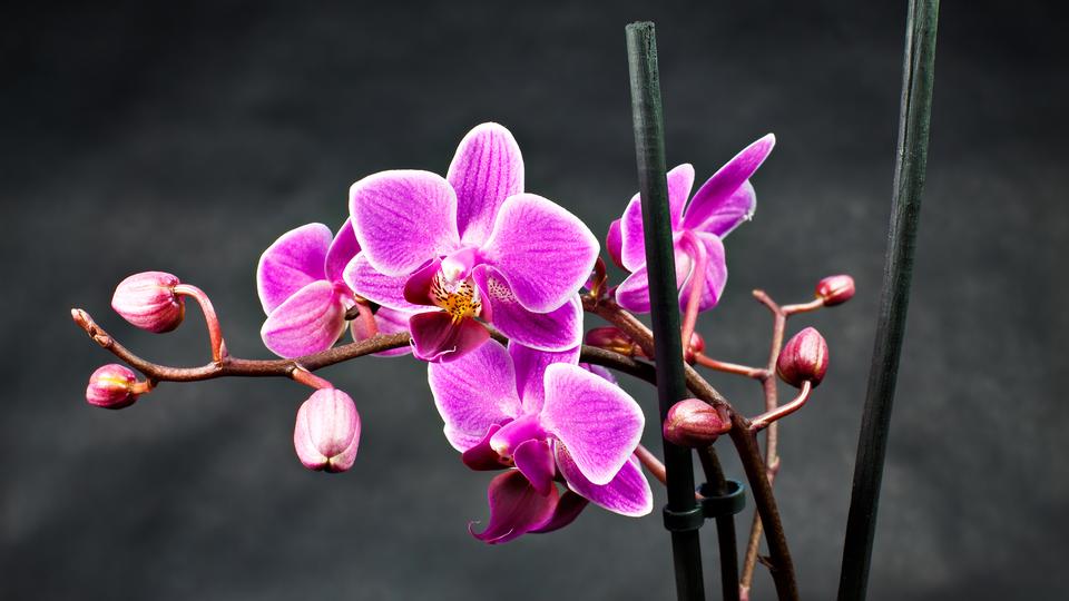 hallo hessen - Garten-Service: Orchideen | hr-fernsehen.de ...