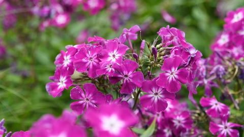 Staudenphlox (Phlox paniculata)