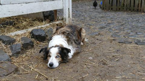 Tiere auf dem Hollerhof