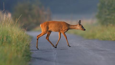 Reh auf der Straße