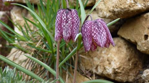 Schachbrettblume
