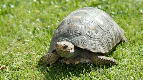 Schildkröte