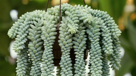 Sedum morganianum