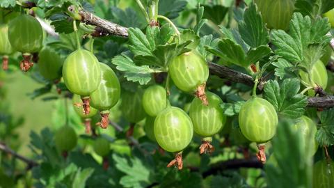 Stachelbeeren