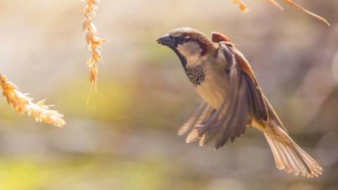 Ein Spatz fliegt in einem Garten