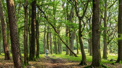 Frau auf einem Wanderweg bei Oberursel