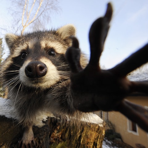 Ein Waschbärweibchen greift auf die Linse einer Kamera.