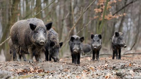 Wildschweine - Bache mit größeren Frischlingen