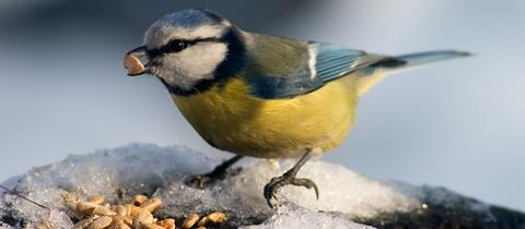 Ein Vogel bei der Winterfütterung