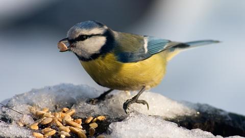 Ein Vogel bei der Winterfütterung