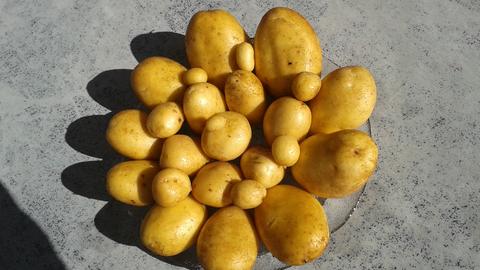 So Pflanzen Sie Kartoffeln Im Sack Hr4 De Rat Tat