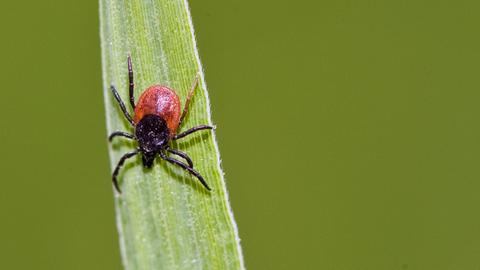 Eine Zecke krabbelt über ein Blatt