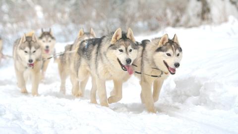 Huskys im Schnee