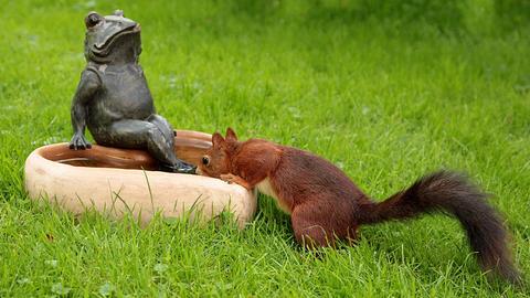 Eichhörnchen trinkt aus einer Vogeltränke mit Frosch-Figur