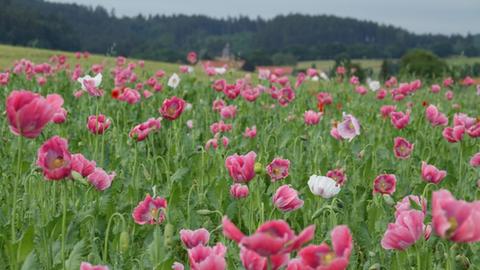 Mohnblüte in Nordhessen