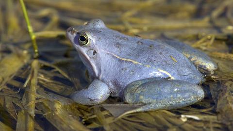 Männlicher Moorfrosch in blauer Färbung