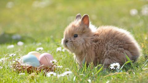 Kleiner Hase sitzt for eine Nest mit drei bunten Eiern